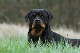 ROTTWEILER 397